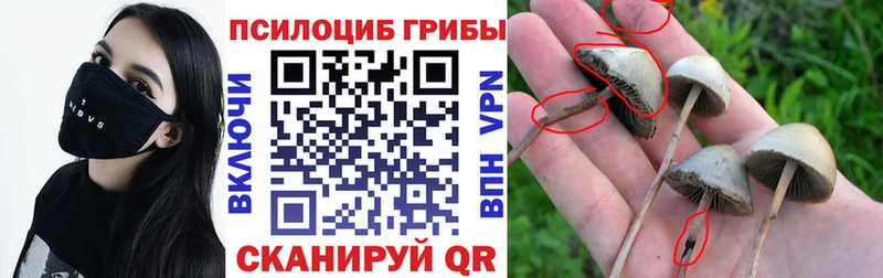 Псилоцибиновые грибы Psilocybe  Островной 